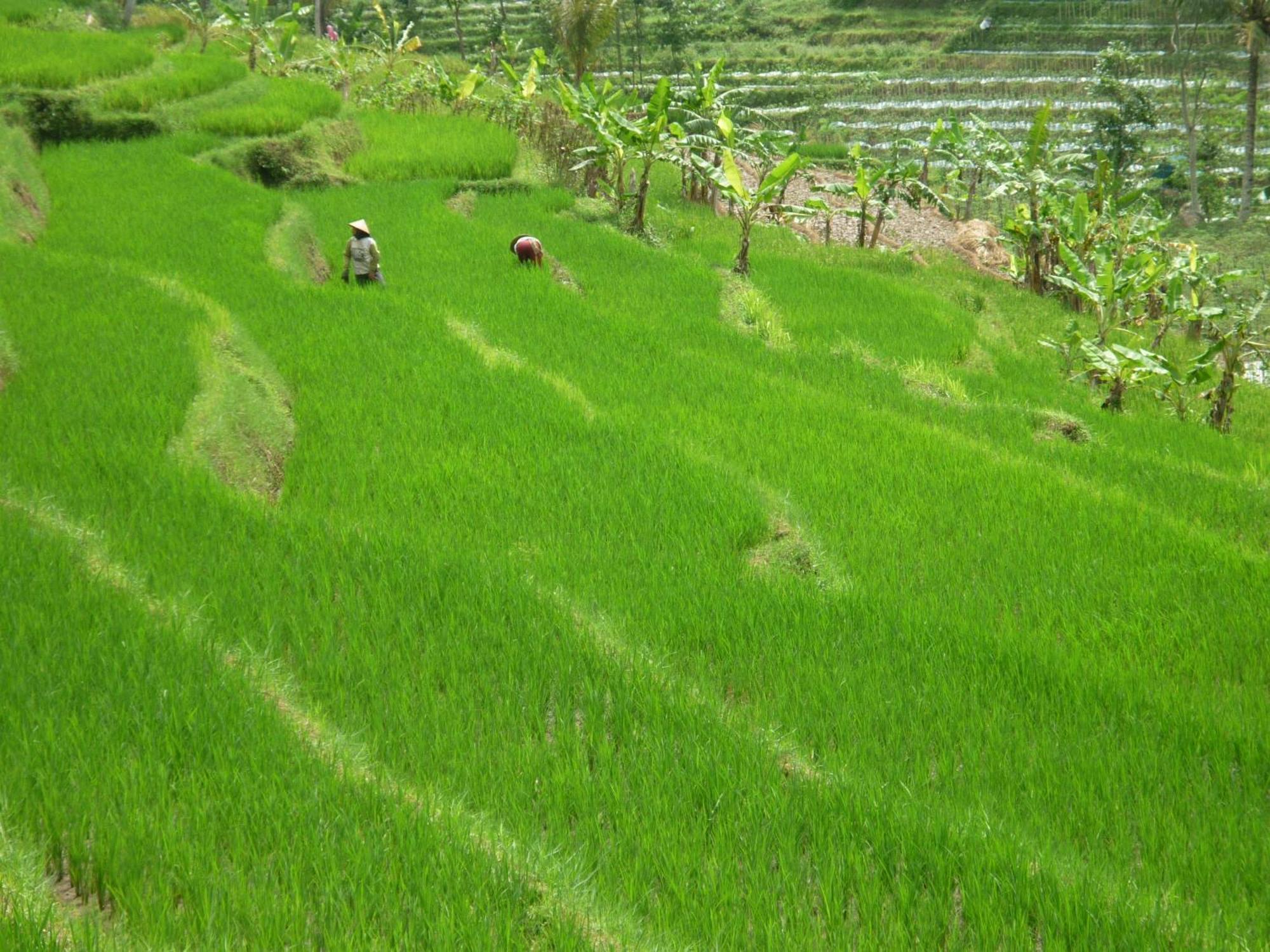 Villa Sumbing Indah 마겔랑 외부 사진